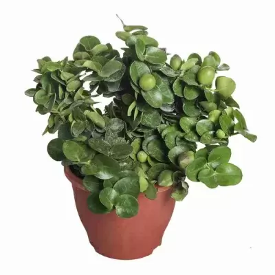 Карисса крупноцветковая Карисса крупноцветковая