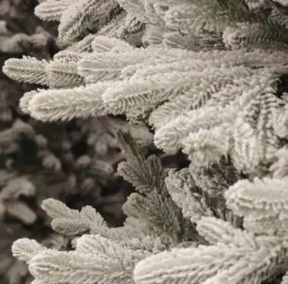 Ель искусственная заснеженная Королева Тянь-Шаня