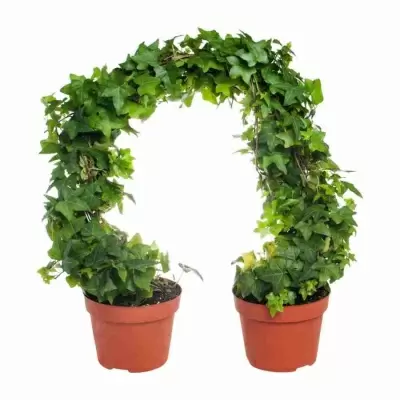 Хедера хеликс Грин дуга