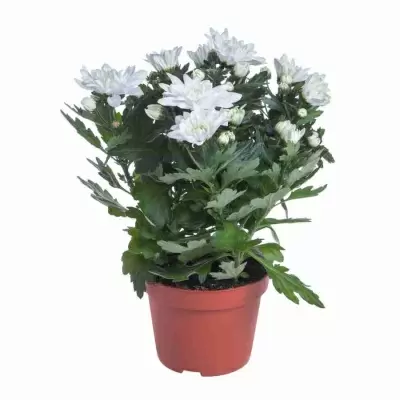 Хризантема махровая белая