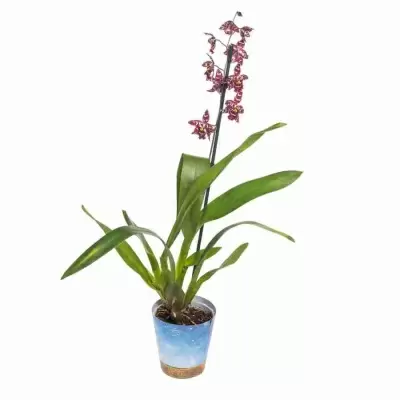 Одонтиода Стирбик 1 ст