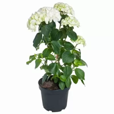 Гортензия пирамида белая Гортензия пирамида белая