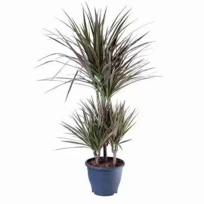 Драцена маргината Биколор карусель