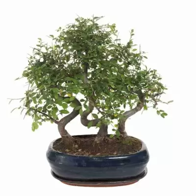 Бонсай Вяз три деревца