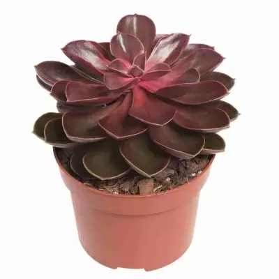 Эхеверия Меджик Парел