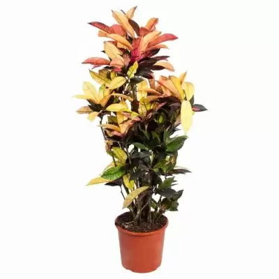 Кодиеум Миссис Айстон разветвленный