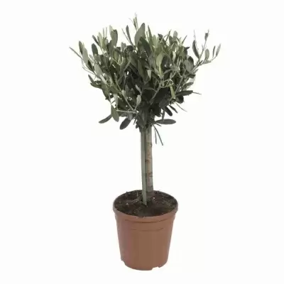 Оливковое дерево 