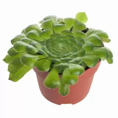 Эониум Ярусный