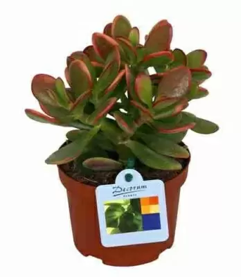 Крассула Овата Сансет Крассула Овата Сансет