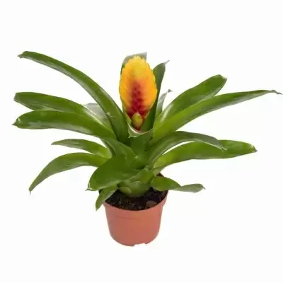 Вриезия  Кида