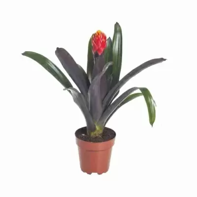 Гузмания Конифера