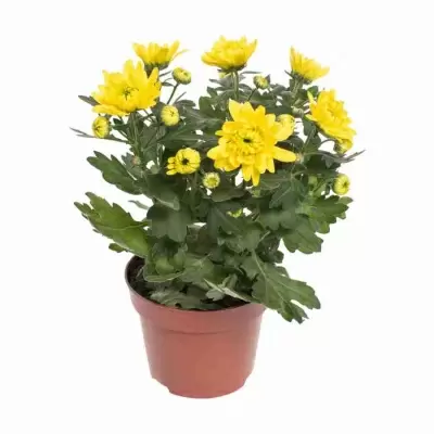 Хризантема Жёлтая Кармел