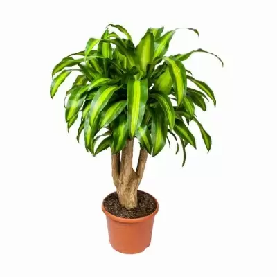 Дерево счастья драцена