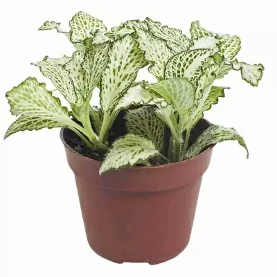 Фиттония белая