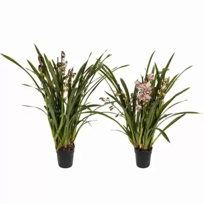 Цимбидиум Микс 5 ст