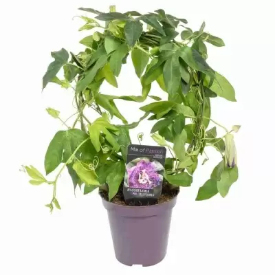 Пассифлора Джелли Джокер