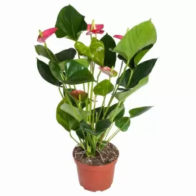 Антуриум андрианум Ариса розовый Антуриум андрианум Ариса розовый