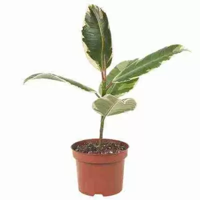 Фикус каучуконосный (эластика) Белиз