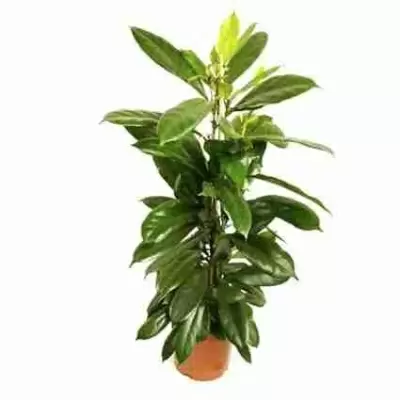 Фикус Циатистипула