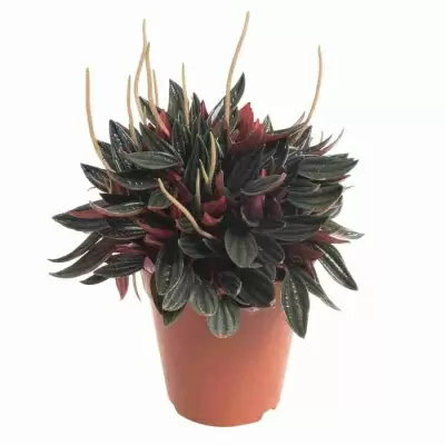 Пеперомия Россо