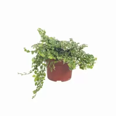 Фикус карликовый (пумила) Уайт Санни