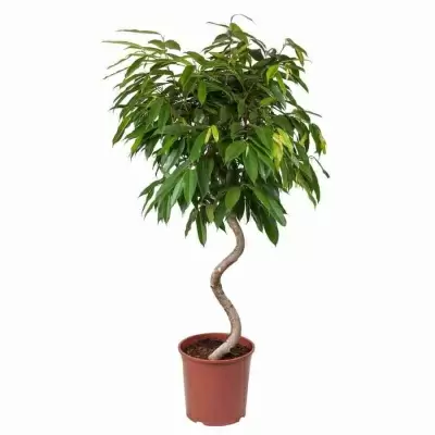 Фикус биннендийка Амстел Кинг спираль