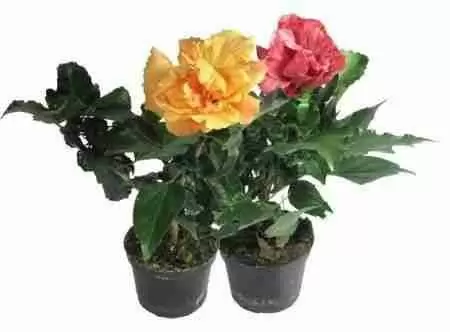 Гибискус Махровый микс