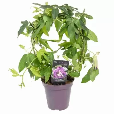 Пассифлора Джелли Джокер