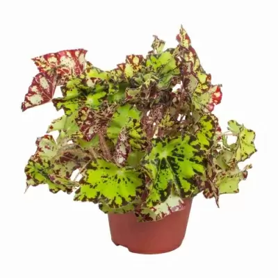 Бегония рекс Рондо