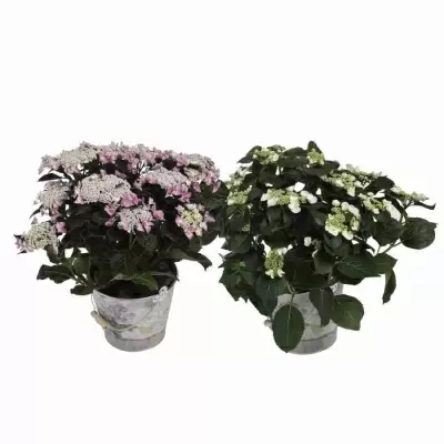 Гортензия мелкопильчатая Берд  Гортензия мелкопильчатая Берд