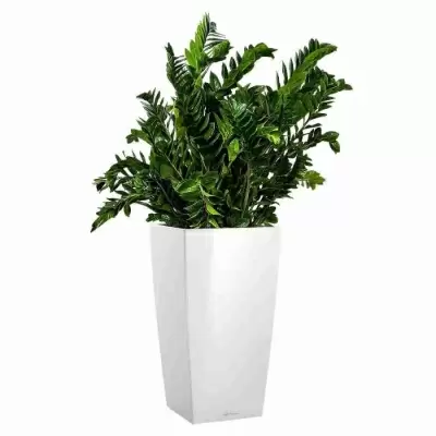 Долларовое дерево замиокулькас