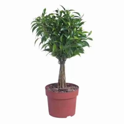 Фикус бенджамина Бабилатос