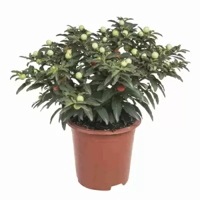 Соланум ложноперечный Соланум ложноперечный