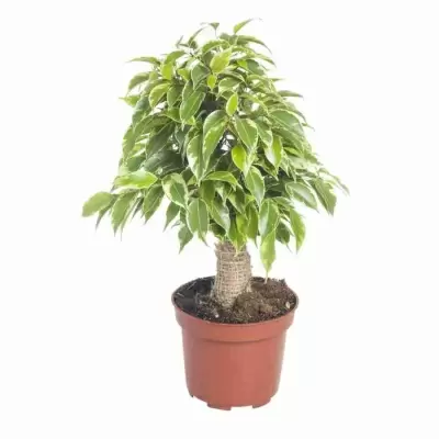 Фикус бенджамина Кинки в джуте