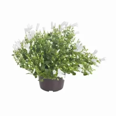 Кампанула Гет Ми белая