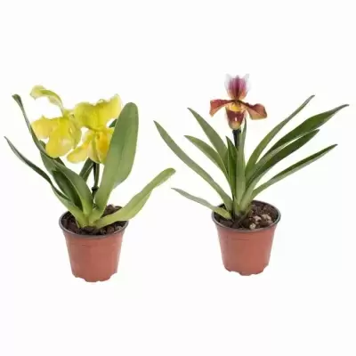 Пафиопедилюм Американский  Пафиопедилюм Американский