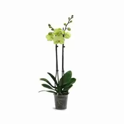 Фаленопсис Желтый 2 ствола