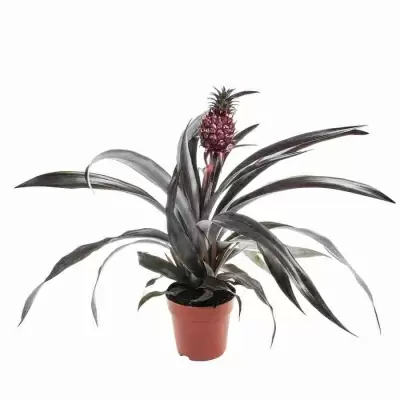 Ананас Пацифико