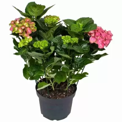 Гортензия Замок Вакербарт