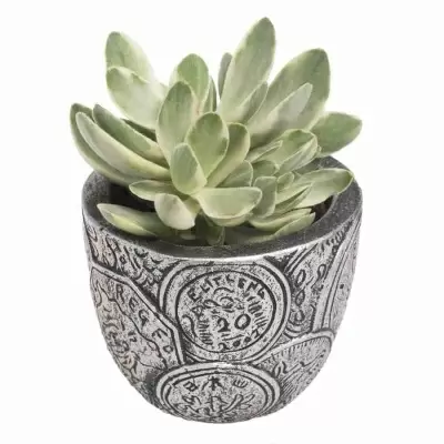 Крассула Мани Мейкер в керамике