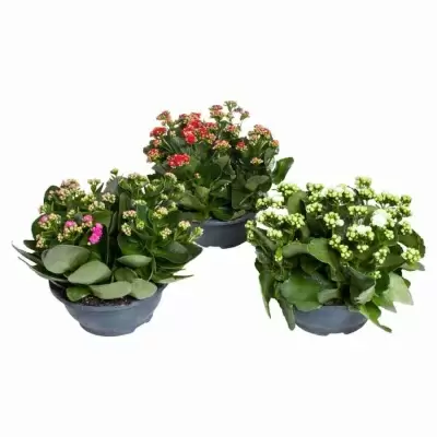 Каланхоэ каландива микс