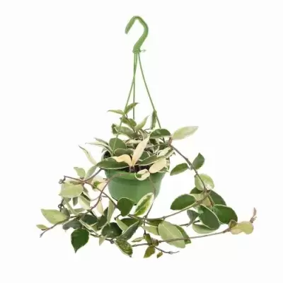 Хойя карноза Хойя карноза