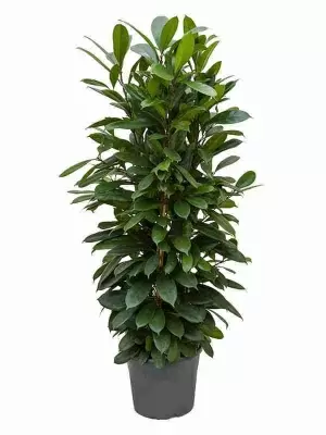 Фикус Циатистипула Разветвленный