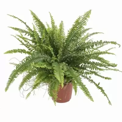 Нефролепис Бостон Нефролепис Бостон