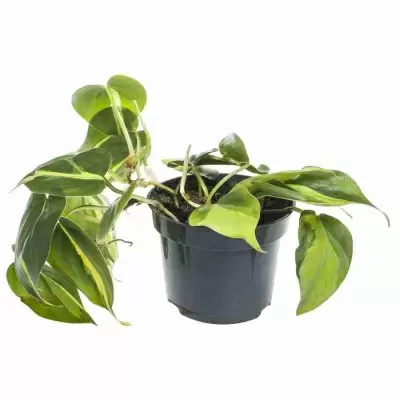 Филодендрон Скандерс Бразил Филодендрон Скандерс Бразил