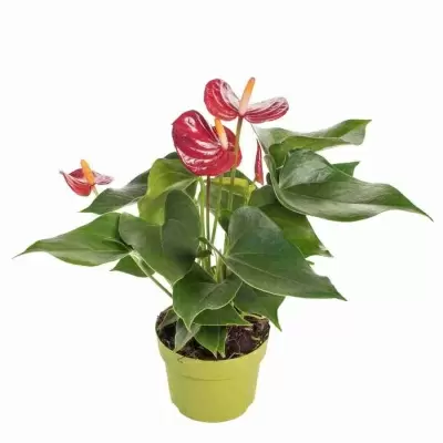 Антуриум андрианум Пикколо