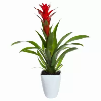 Гузмания Аллюра