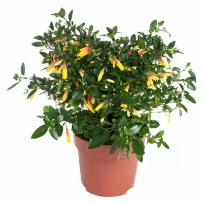 Якобиния Якобиния