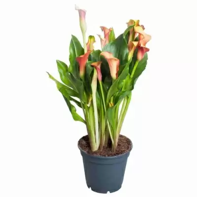 Калла Эллиота персиковая Калла Эллиота персиковая