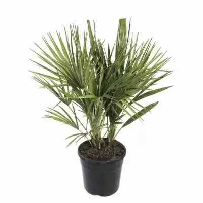 Хамеропс Вулкан